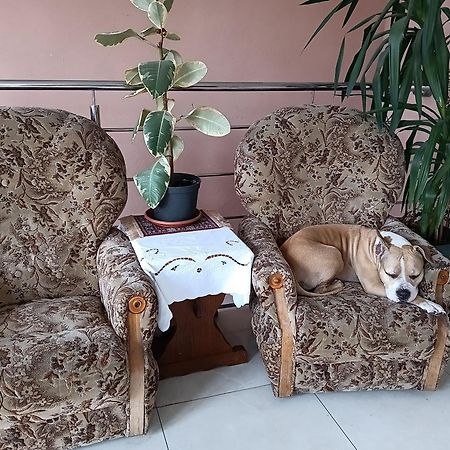 Noclegi Centrum 耶莱尼亚古拉 外观 照片